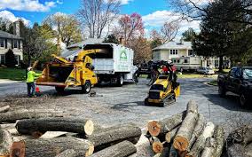 How Our Tree Care Process Works  in  Maxwell, CA